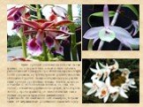 Цветки орхидей удивляют нас не только своими красками, но и формой. Они состоят из шести лепестков, расположенных в два круга. Три лепесточка наружного круга почти одинаковы, а у трех внутренних средний очень сильно отличается от других. За такую неправильную форму Гете назвал орхидеи уродливыми лил