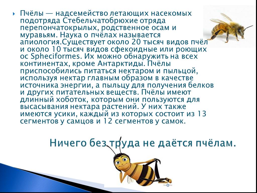 Почему пчел относят к насекомым