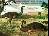 В XIX веке палеонтологи открыли, что в Новой Зеландии жили огромные нелетающие птицы. Высота 3,6 метра, вес 250кг.