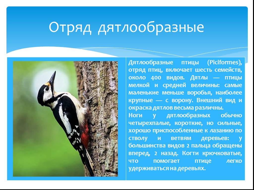 Презентация о любой птице 7 класс по биологии