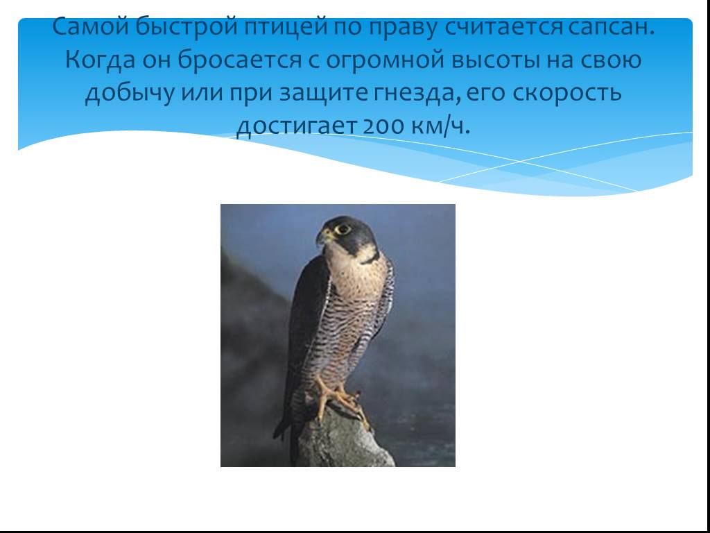 Сапсан занесен в красную книгу. Самая быстрая птица в мире скорость. Сапсан птица презентация. Сапсан краткое описание. Презентация на тему Сапсан.