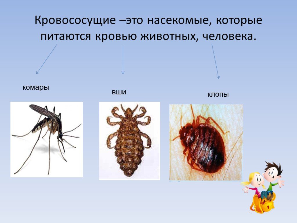 Насекомое живет в теле. Кровососущие паразиты клопы. Бескрылые кровососущие насекомые. Отряд кровососущих насекомых. Насекомые которые питаются кровью людей.