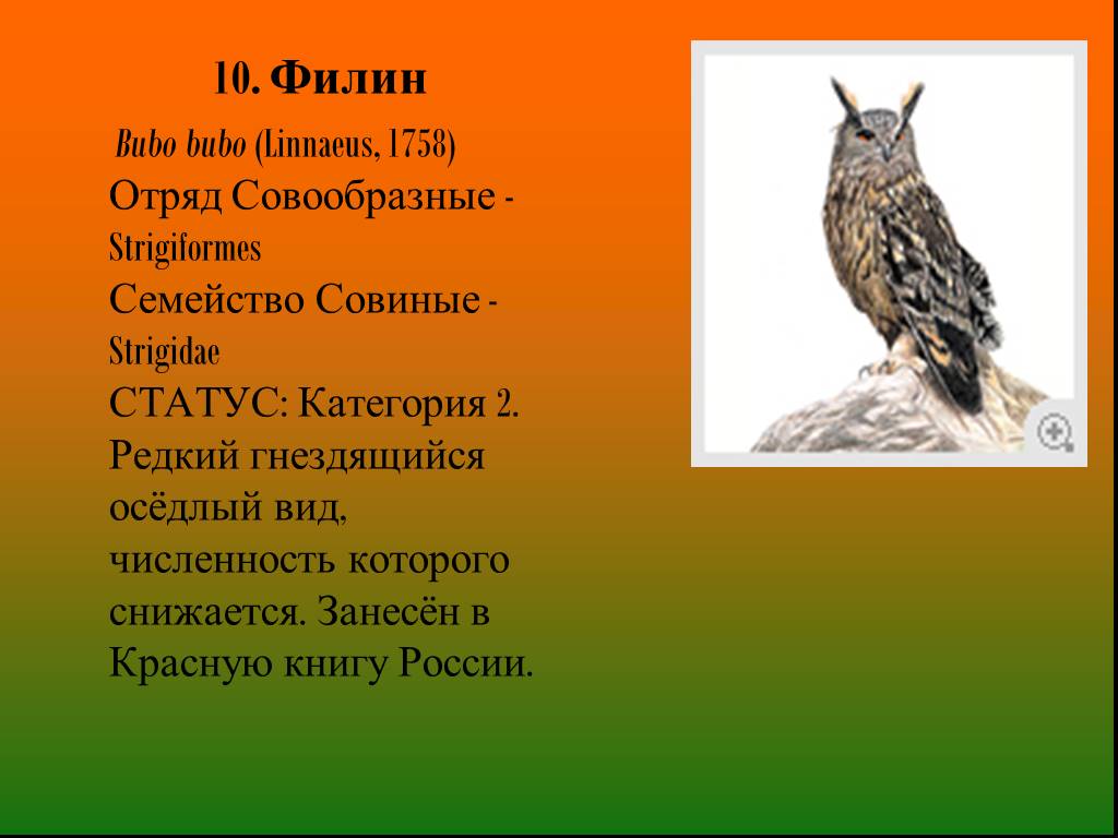Животные занесенные в красную книгу саратовской области фото