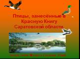Птицы, занесённые в Красную Книгу Саратовской области. Автор: ученик 6 класса Смолькин Юрий