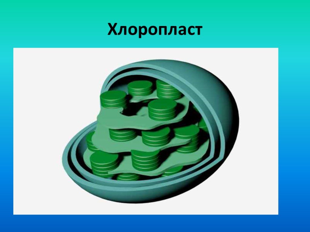 Что такое моделирование презентация 8 класс