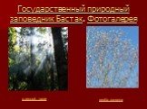 Государственный природный заповедник Бастак. Фотогалерея. верба зацвела в лесной чаще