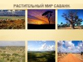 Растительный мир саванн.