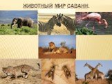 Животный мир саванн.