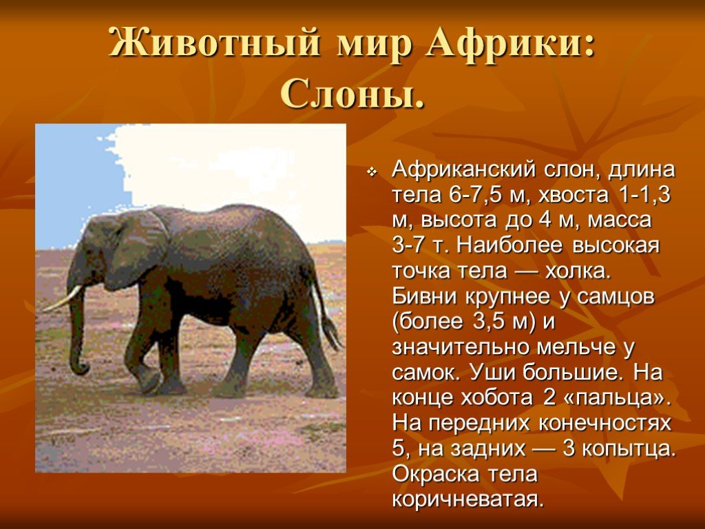 Доклад животные африки. Длина слона. Длина африканского слона. Длина тела слона. Африканский слон информация.