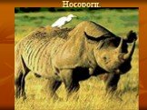 Носороги.