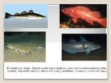 В холодных водах Баренцева моря водятся ценные промысловые рыбы: треска, морской окунь ( верхний ряд ), камбала, пикша ( нижний ряд ).