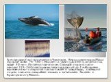 Гренландский кит встречается в Чукотском, Беринговом морях.Масса взрослой особи 75-100 т. Ныряет на глубину до 200 м, остается под водой 40 мин. Питается планктоном. С каждой стороны пасти свисают 325-360 пластинок китового уса длиной до 4 м.Во время кормления кит с открытой пастью плывёт в толще во