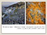 На камнях вдоль побережья и скалах встречаются лишайники. Они похожи на накипь. Их называют накипными.