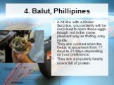 4. Balut, Phillipines. A bit like with a Kinder Surprise, you certainly will be surprised to open these eggs, though not in the same pleasant way as finding a toy inside. They are cooked when the foetus is anywhere from 17 days to 21 days depending on your preference. They are a popularly hearty sna