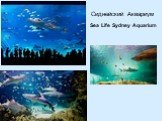Сиднейский Аквариум. Sea Life Sydney Aquarium