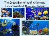 The Great Barrier reef is famous for its beautiful flora and fauna