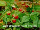 Wild strawberry /waɪld ˈstrɔːbərɪ/