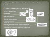 Типы симметрии у животных центральная осевая радиальная билатеральная двулучевая поступательная (метамерия) поступательно-вращательная. СИММЕТРИЯ В МИРЕ НАСЕКОМЫХ, РЫБ, ПТИЦ, ЖИВОТНЫХ