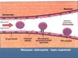 Миграция лейкоцитов через эндотелий
