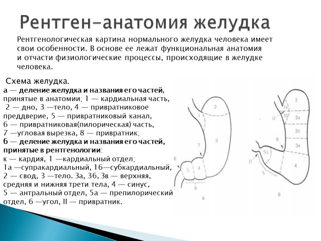 Нижняя часть желудка. Анатомия желудка антральный отдел. Рентген анатомия желудка человека схема. Пилорический отдел желудка схема. Отделы желудка антральный отдел.