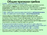 Общие признаки грибов. Грибы – гетеротрофные эукариоты Тело грибов состоит из тонких ветвящихся трубчатых нитей, называемых гифами, а совокупность гиф называется мицелием. Каждая гифа окружена жесткой стенкой, основным компонентом которой является хитин — азотсодержащий полисахарид. Гифы, имеющие пе