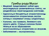 Грибы рода Mucor. Мицелий представляет собой одну многоядерную разветвлённую клетку, не разделённую перегородками (септами). Одиночные бесцветные спорангиеносцы заканчиваются спорангиями, внутри которых созревают споры (эндоспоры). Колонии, как правило, бежевого или серого цвета. Старые колонии боле