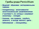 Грибы рода Penicillium. Мицелий образован септированными гифами. Конидиеносцы заканчиваются многочисленными разветвлениями (“кистевик”), на которых созревают экзоспоры - конидии. Колонии, как правило, голубого, зеленого, а иногда желтого цвета . Заболевания – пенициллёзы.