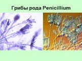 Особенности внутриклеточных паразитов Слайд: 17