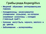 Грибы рода Aspergillus. Мицелий образован септированными гифами. Конидиеносцы заканчиваются утолщением (пузырем), на котором созревают экзоспоры – конидии (“леечный гриб”). Колонии могут быть черного, желтого и др. цветов. Заболевания – аспергиллёзы.