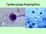 Особенности внутриклеточных паразитов Слайд: 19
