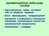 Дрожжеподобные грибы рода Candida. Одноклеточные грибы, не имеют гиф, не образуют мицелий Могут образовывать псевдомицелий Изучаются в окрашенных препаратах (например, метиленовым синим) при иммерсионной микроскопии Заболевание – кандидоз