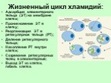 Жизненный цикл хламидий: Адсорбция элементарного тельца (ЭТ) на мембране клетки; Проникновение ЭТ в клетку; Реорганизация ЭТ в ретикулярное тельце (РТ); Деление ретикулярного тельца; Накопление РТ внутри клетки; Созревание ретикулярных телец в элементарные; Выход ЭТ из клетки, гибель клетки.