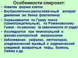 Особенности спирохет: Извитая форма клеток Внутриклеточно-расположенный аппарат движения (из белка флагеллина) Окрашиваются по Граму плохо (грамотрицательные), по Романовскому-Гимзе - по-разному (в зависимости от рода) Исследуются при темнопольной и фазово-контрастной микроскопии Заболевания: сифили