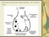 Механизм экзоцитоза нейрогормона. (P.V. Malven, 1993)