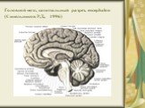 Головной мозг, сагиттальный разрез, encephalon (Синельников Р.Д., 1996)
