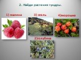 2. Найди растения тундры. 1) малина 3) ягель 2)голубика 4)морошка