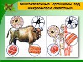Многоклеточные организмы под микроскопом /животные/