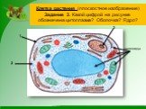 Клетка растения (плоскостное изображение) Задание 3. Какой цифрой на рисунке обозначена цитоплазма? Оболочка? Ядро? 1 2 3 органоиды