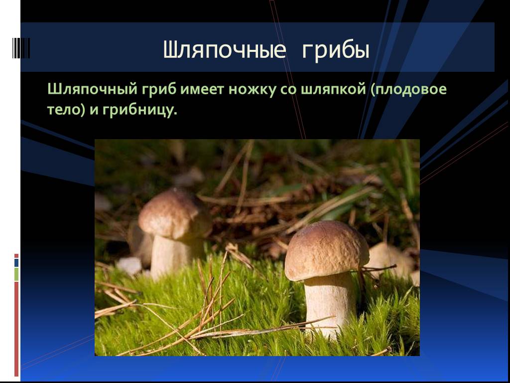 Грибы имеют верхушечный рост. Шляпочные грибы. Фото шляпочных грибов. Шляпочный гриб имеет шляпку ножку и. Проект грибы 3 класс по окружающему миру.