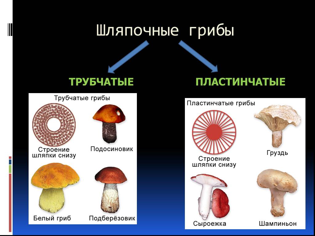 Как называется данная группа грибов. Шляпочные грибы пластинчатые грибы. Шляпочные грибы трубчатые и пластинчатые. Пластинчатые и трубчатые грибы строение. Строение трубчатых и пластинчатых грибов.