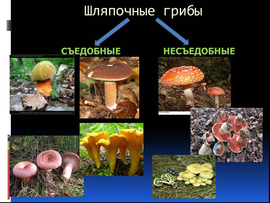 Шляпочные грибы водоросли. Несъедобные грибы Шапочные. Шляпочные грибы несъедобные грибы. Несъедобные Шляпочные грибы названия. Не съедобные шляпочеые грибы.