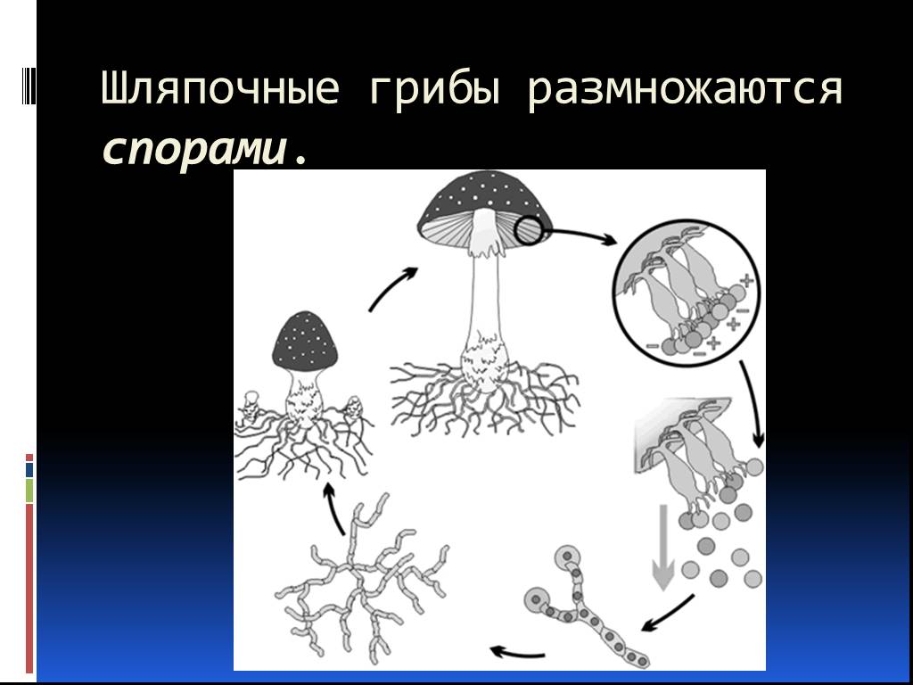 Чем отличается спора гриба. Размножение шляпочных грибов грибницей. Цикл размножения шляпочных грибов. Размножение шляпочных грибов схема. Размножение шляпочных грибов спорами.