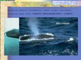 Усиленный промысел китообразных привёл на грань уничтожения нескольких видов китов: серого, гренландского, синего. Кит гренландский Кит синий