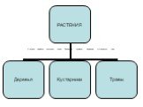 А теперь давайте дополним схему. Приведите примеры деревьев, кустарников, трав.