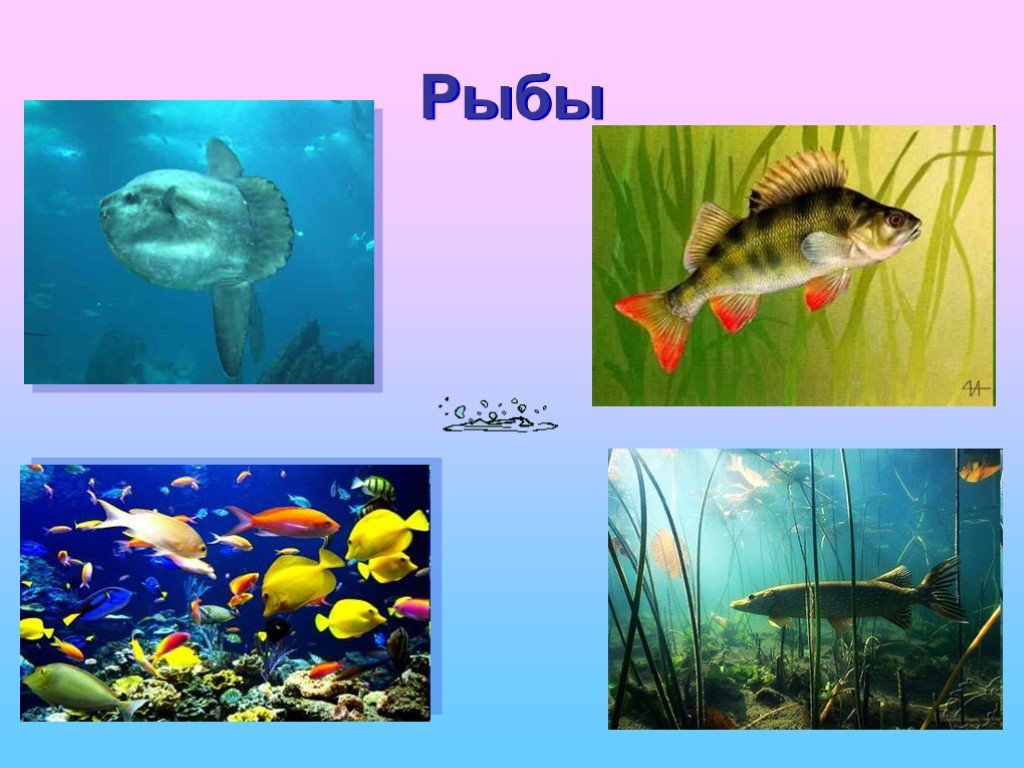 Царство животные рыбы. Многообразие рыб в природе. Разнообразие рыб. Рыбы окружающий мир. Разнообразие животных рыбы.