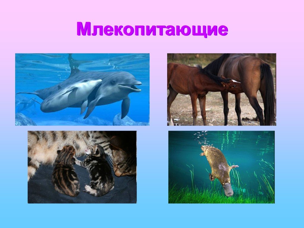 Три примера животных млекопитающих. Млекопитающие животные. Млекопитающие названия. Млекопитающие картинки. Млекопитающие это какие животные.