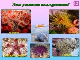 Это растения или животные? актиния морская звезда коралл