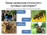 Какое насекомое относится к луговым санитарам? ЖУК-МОГИЛЬЩИК БАБОЧКА ЖАБА ПЧЕЛА