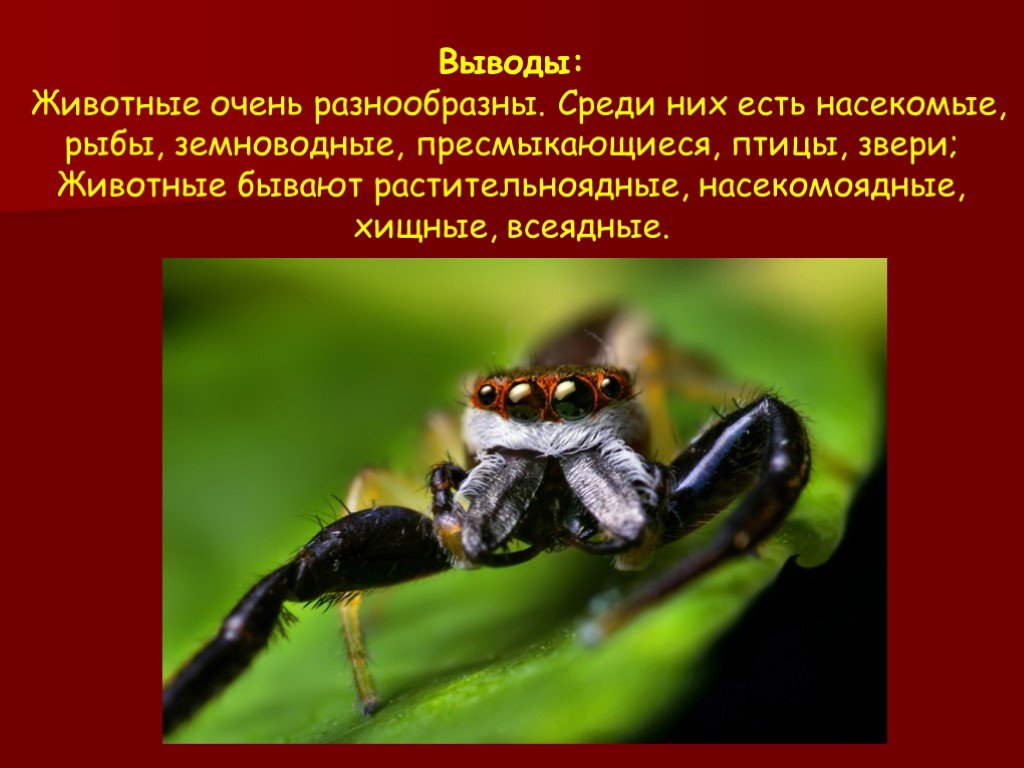 Очень разнообразны. Вывод животных рыб,насекомых,земноводных,пресмыкающихся,птиц,зверей. Вывод по пресмыкающимся и земноводным. Земноводные животные и Насекомоядные птицы. Земноводные всеядные.