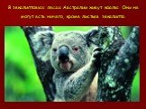 В эвкалиптовых лесах Австралии живут коалы. Они не могут есть ничего, кроме листьев эвкалипта.